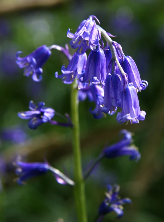 the blue flowers are blooming in the garden