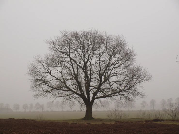 a large tree with a sky background