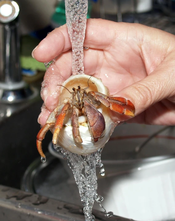 a person holds a spider in their bathroom sink