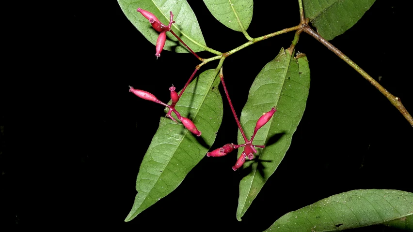 a plant that has some very pretty pink flowers