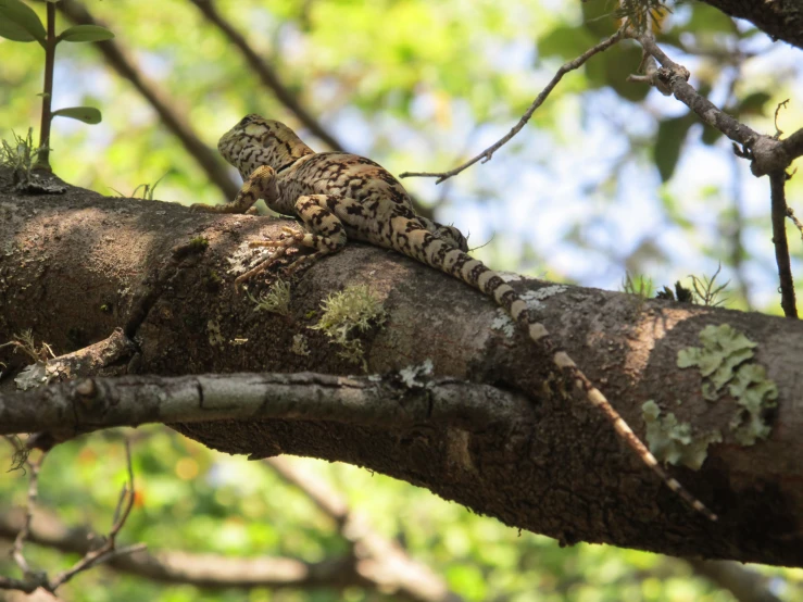 a lizard is sitting on the nch of a tree