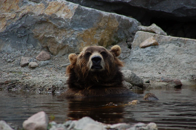 the bear is sitting in the water at the base of a large rock
