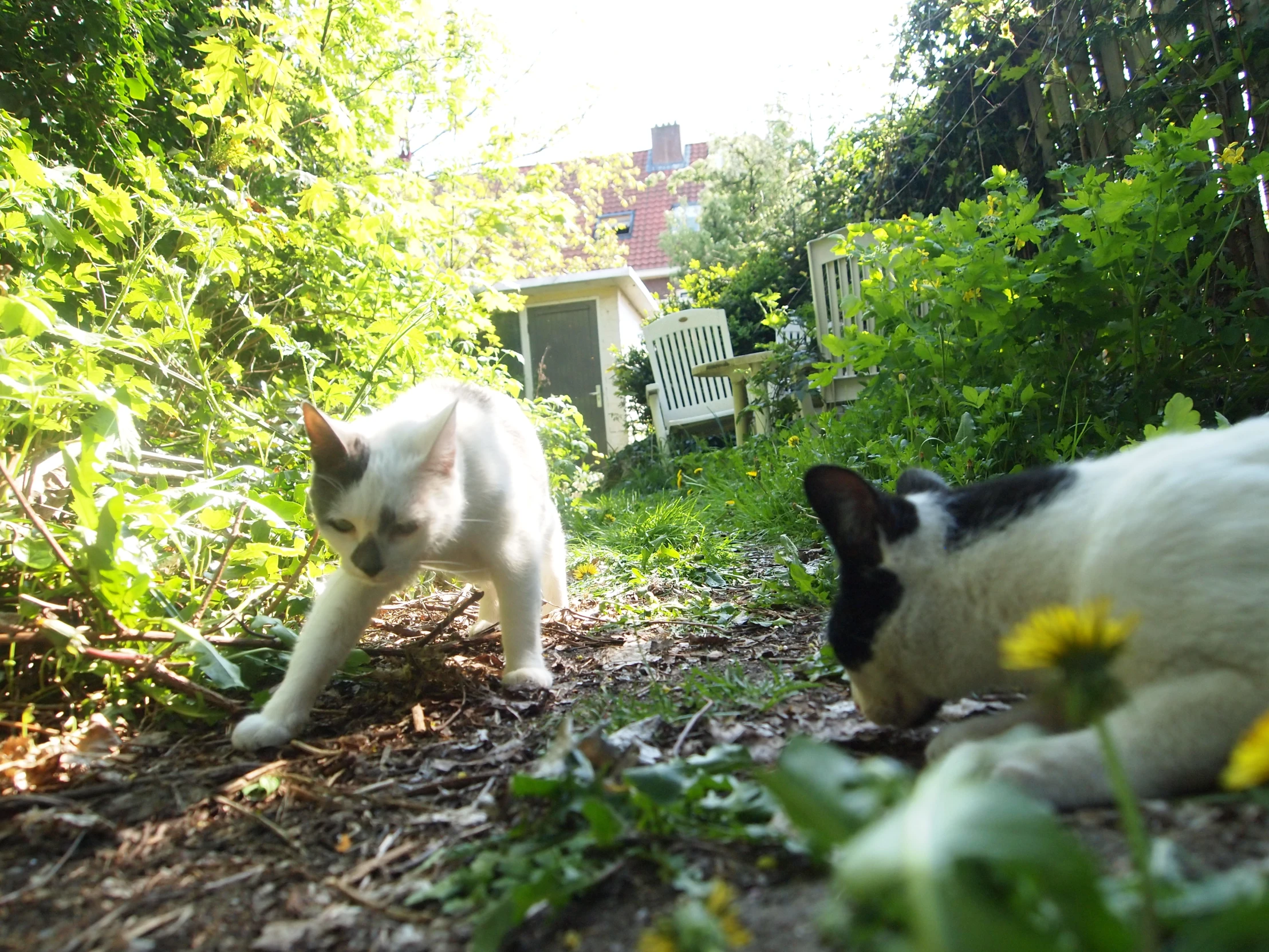 two cats looking around a yard and bushes