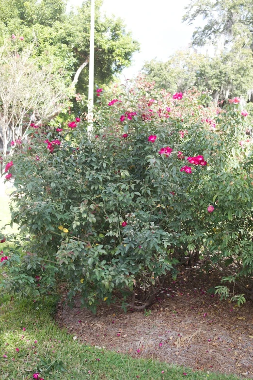 a bunch of flowers is growing on some bushes