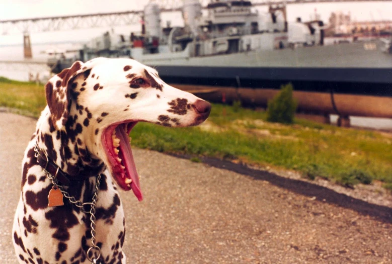 a dalmatian dog standing next to the ocean