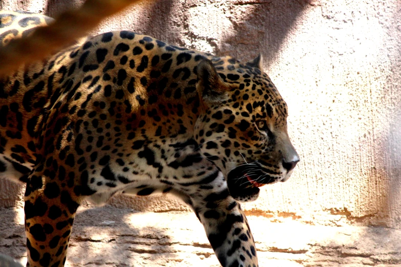 a big leopard that is standing in the dirt