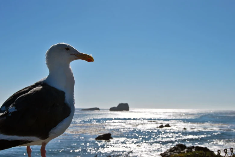 a bird with very long legs is sitting on the rocks next to the ocean