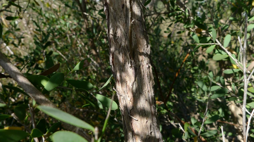 an area with a lot of trees with one green bug crawling on the tree