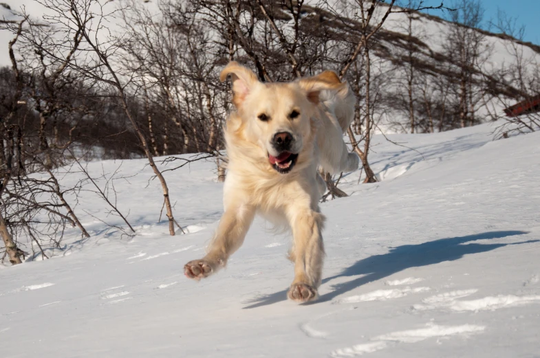 a large dog that is walking in the snow