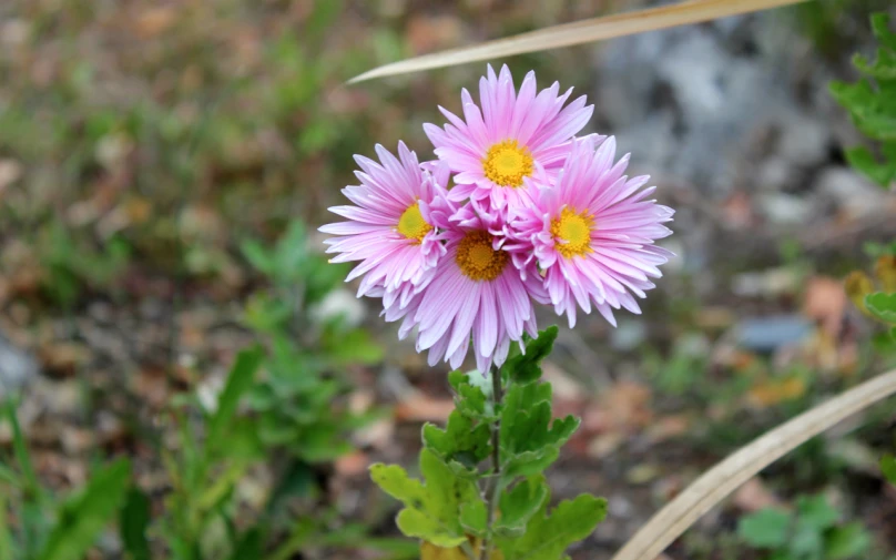 three purple flowers blooming out of the ground