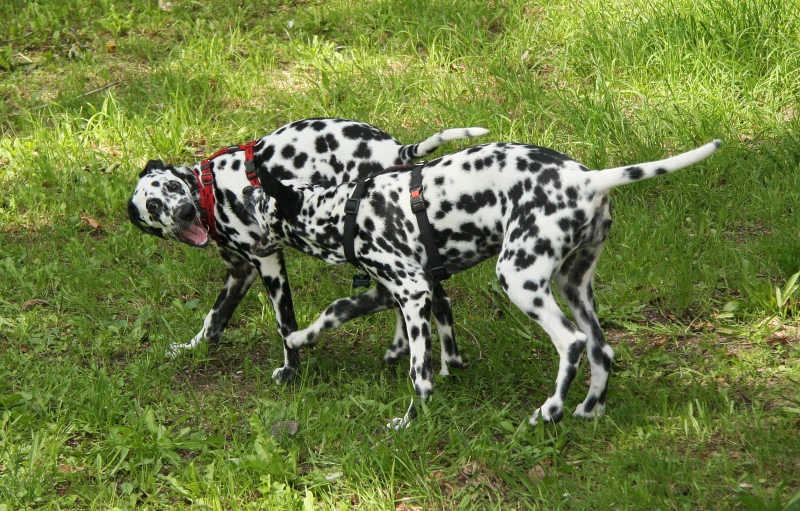 two spotted dogs walking in the grass one has its mouth open