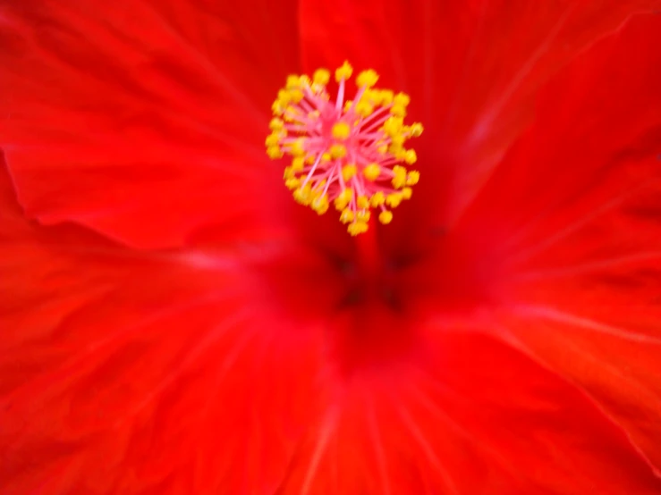 a red flower with yellow stamens in a close up view