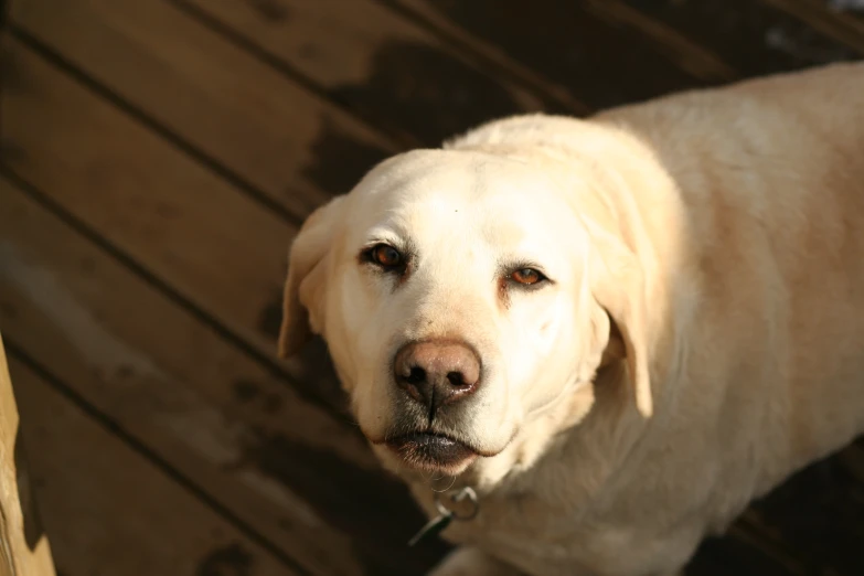 an angry looking dog staring at the camera