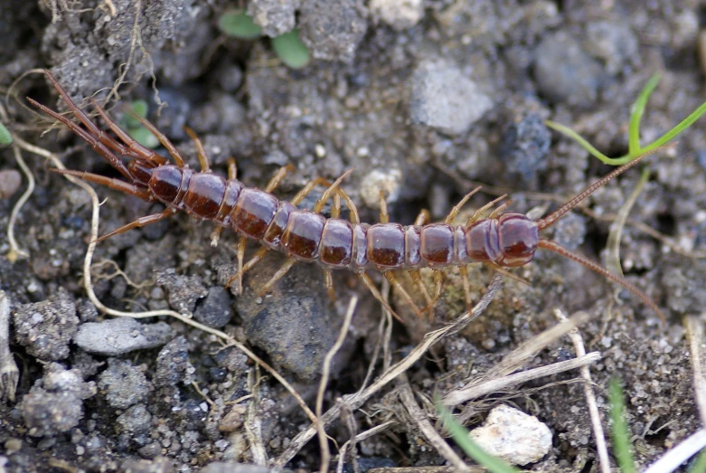 a close up of an insect on the ground