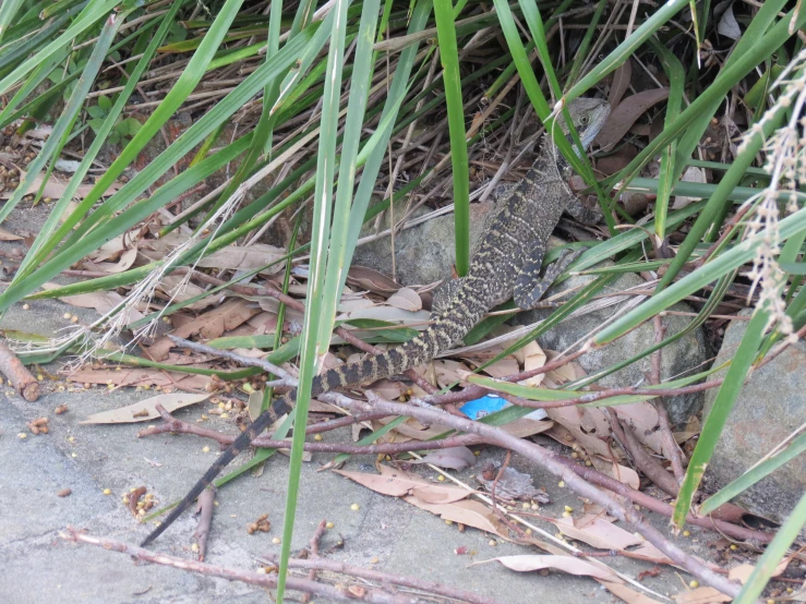 a small animal with a blue stick walking down a path