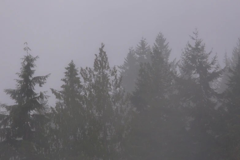 a blurry pograph of a person standing in the middle of trees