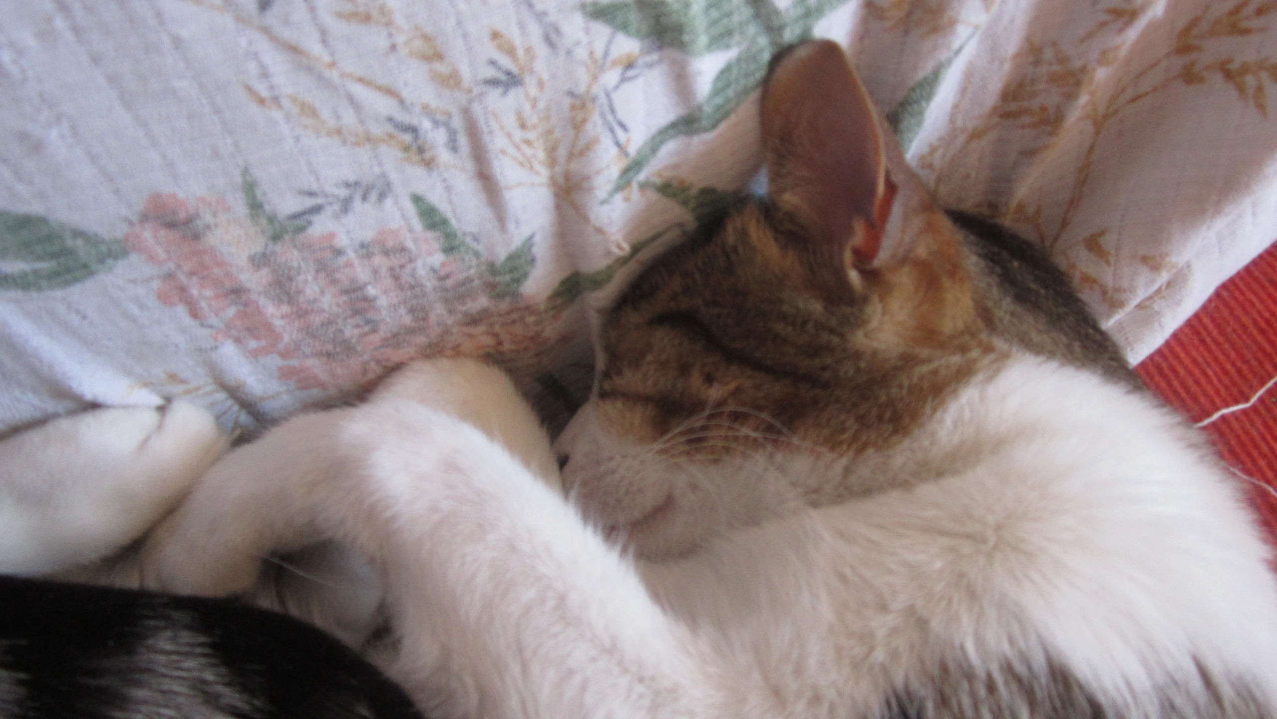 a cat with its head under the covers of a couch