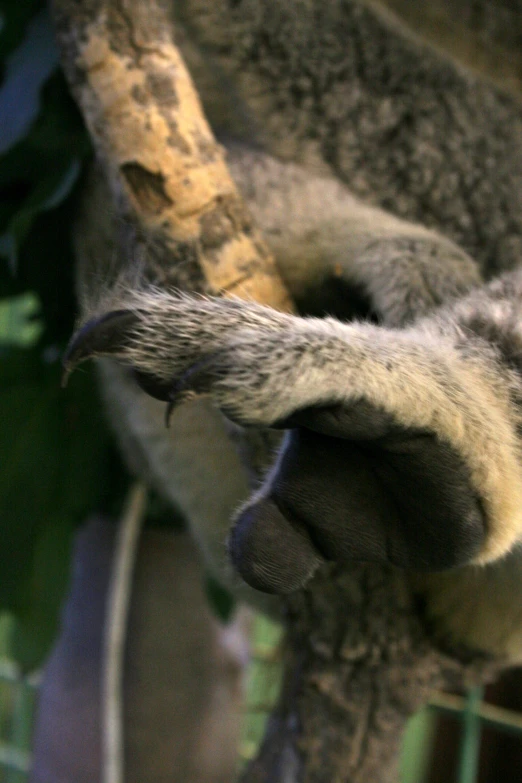 a close up s of a person holding the neck of a tree