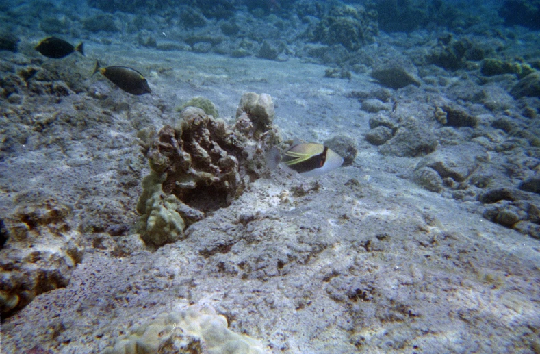 a colorful fish floating on top of a sandy ocean bottom