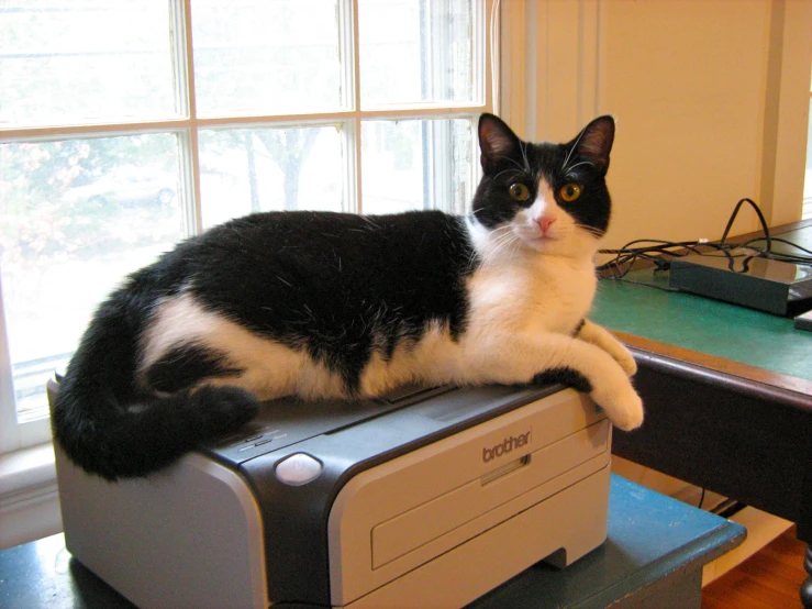 a black and white cat sitting on top of a radio