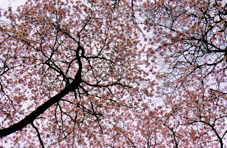 a large tree with some birds on top of it