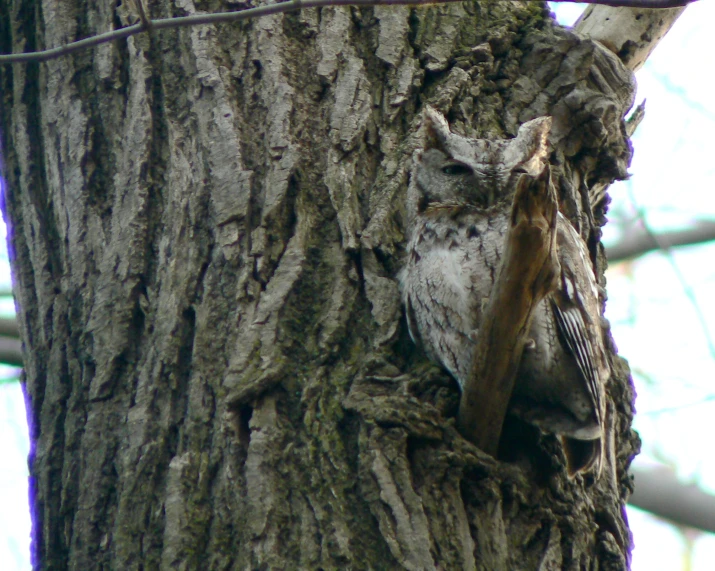 a close up view of an owl on a tree