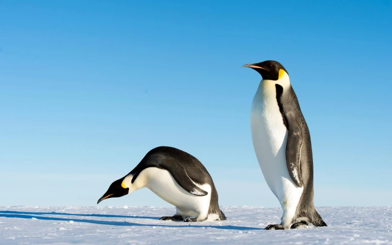 two penguins standing next to each other in the snow