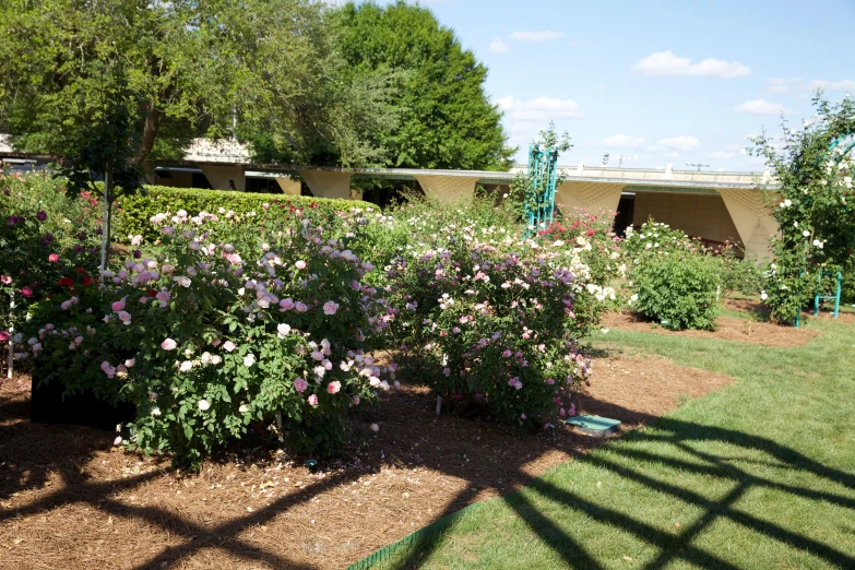 the flowers are blooming in the front garden area