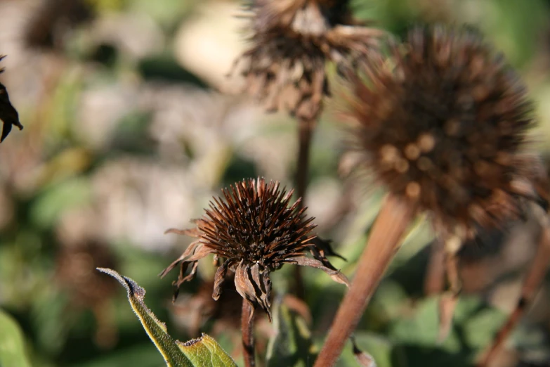 a close up picture of a flower with a few flowers behind it