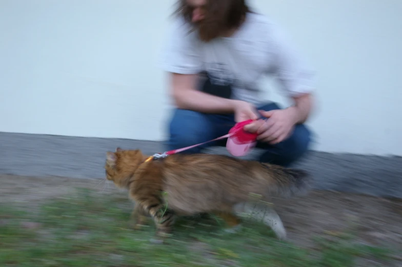 a woman is playing with her cat while he has a dog