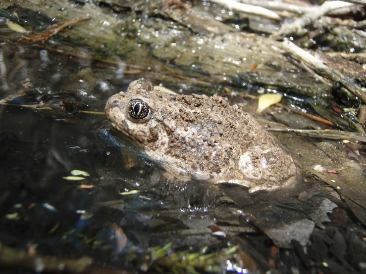 there is a close up image of a small animal