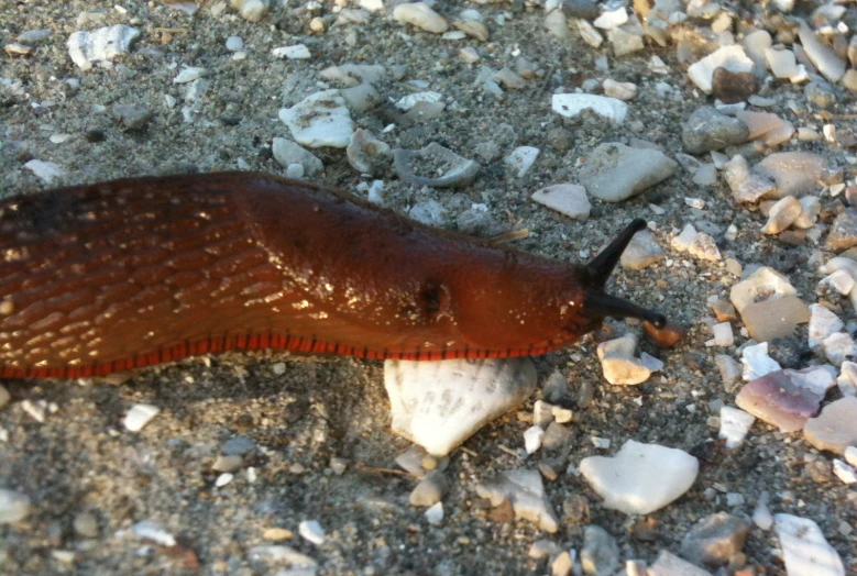 a slug is crawling on the ground in front of gravel
