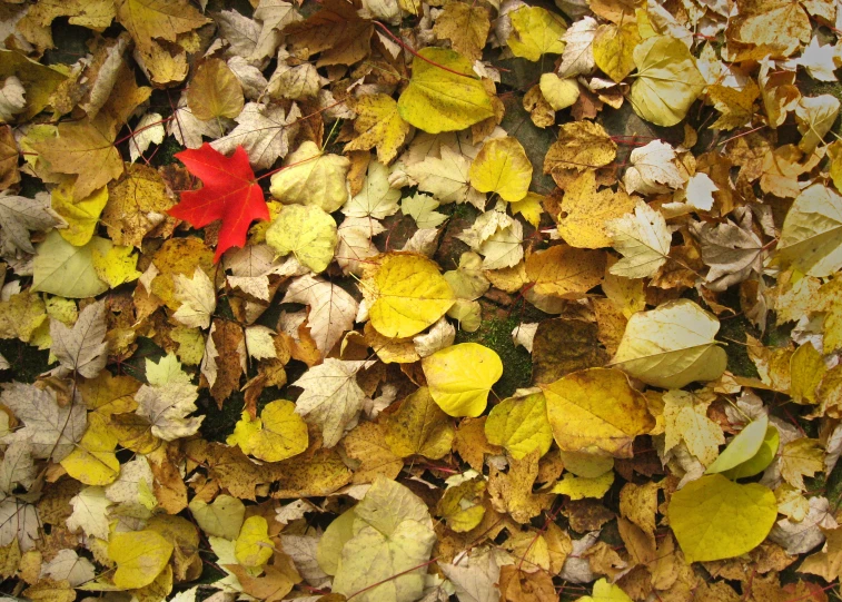 some leaves that have fallen and a red leaf on one
