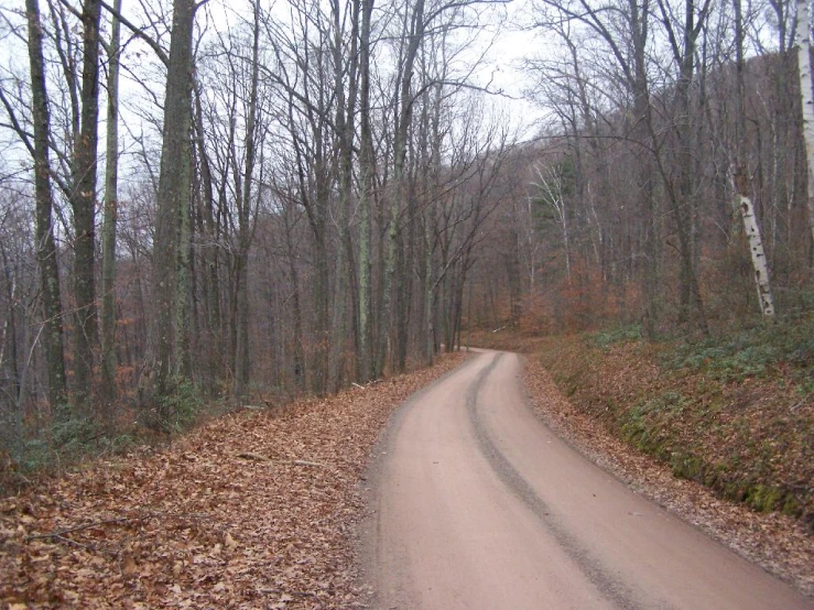 a road near some tall trees on the side