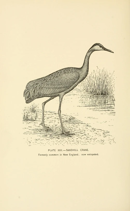 a bird standing on top of a dirt road