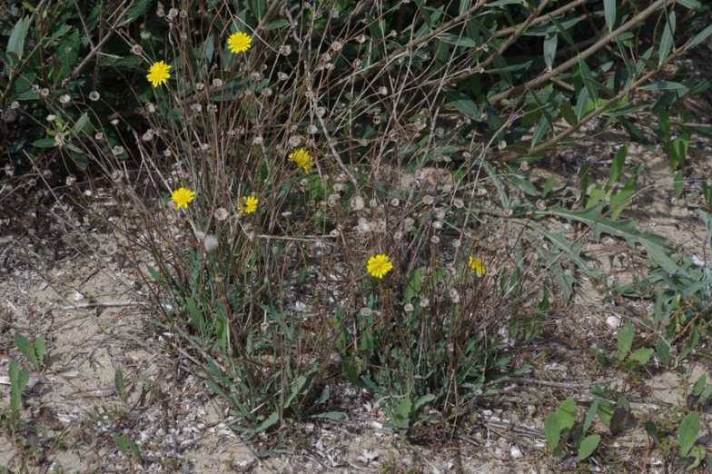 yellow flowers that are in the dirt