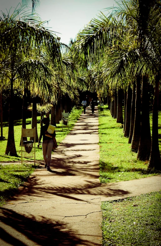 people walk down a path lined with palm trees