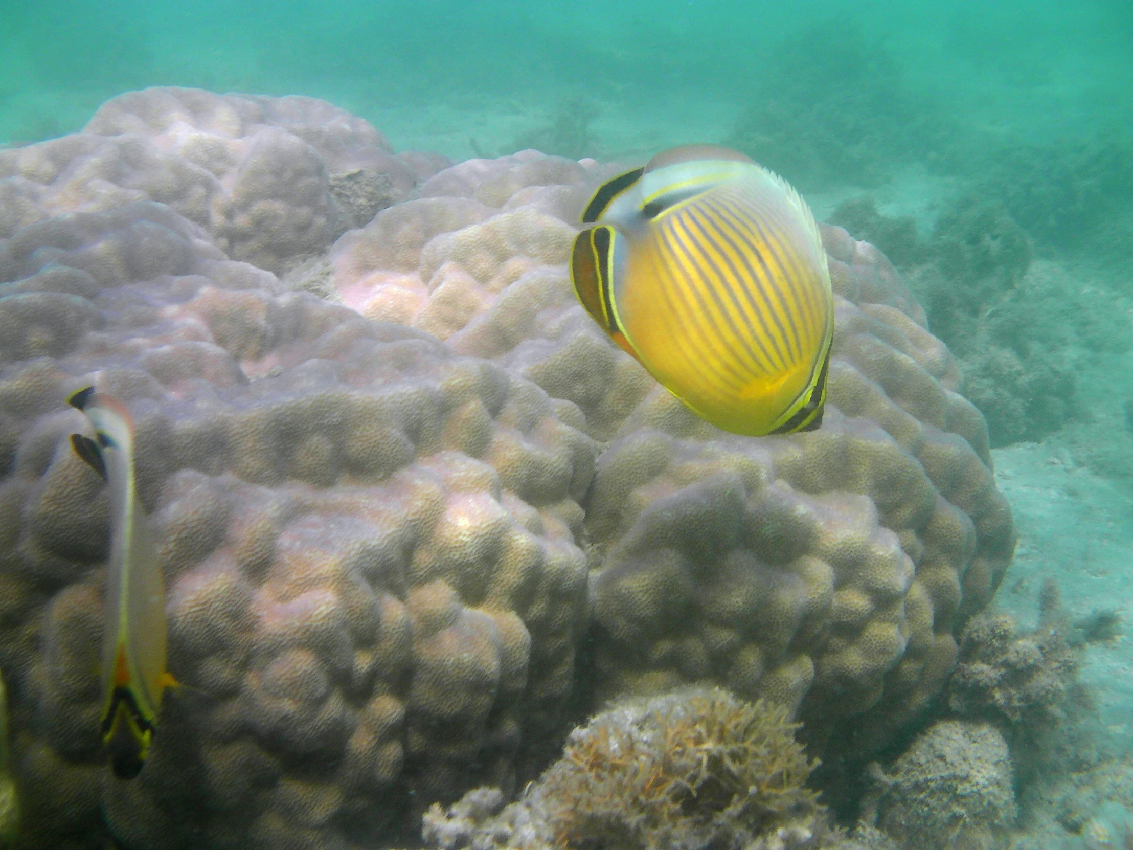 some yellow fish sitting on some soft corals