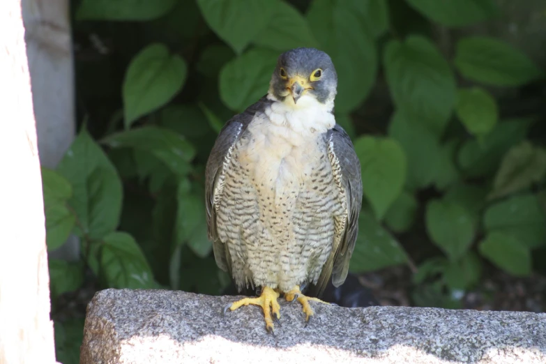 small bird perched on a stone with greenery in the background