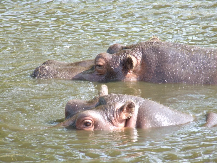 two hippos sitting in the water and having fun