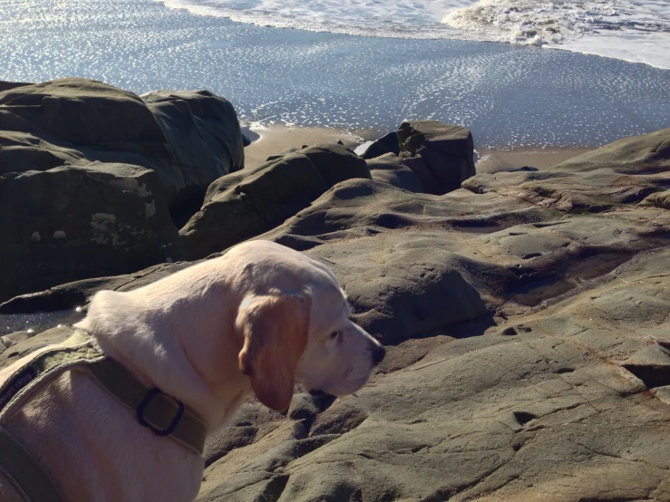 a dog with a collar stands on the shore line