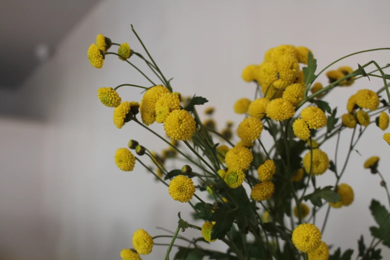 the small group of yellow flowers are next to each other