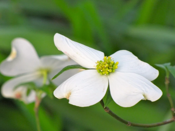 close up of a white flower with buds in the foreground