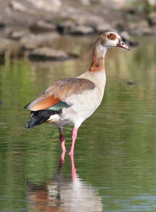 a white and orange bird is wading on some water