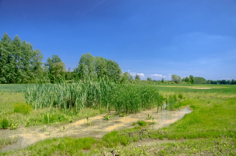 a large grassy field is on a sunny day