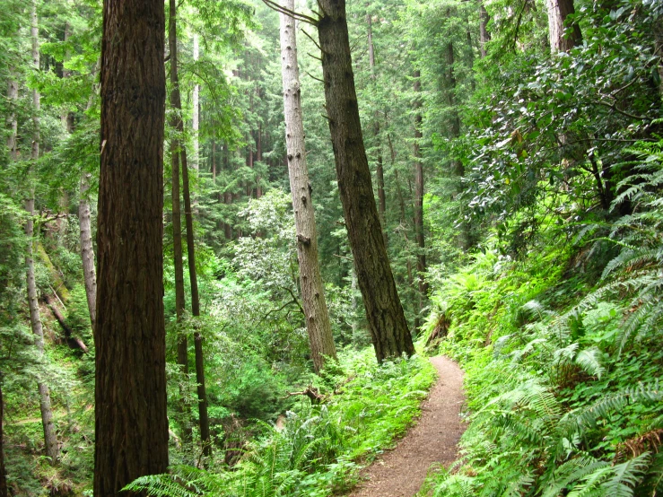 an empty path splits between trees in a forest