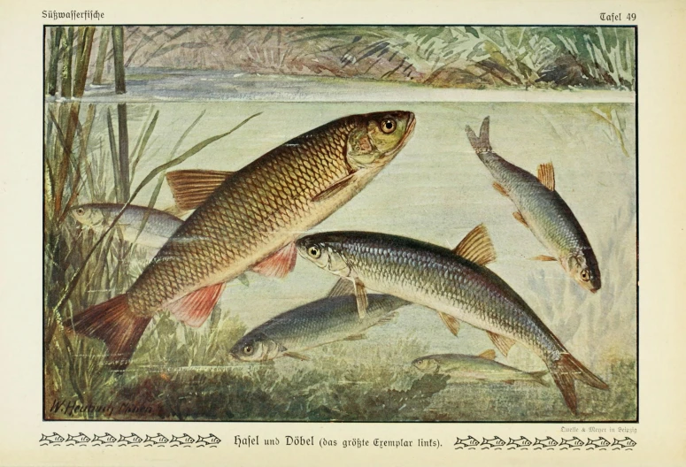 this is an illustration of various fish