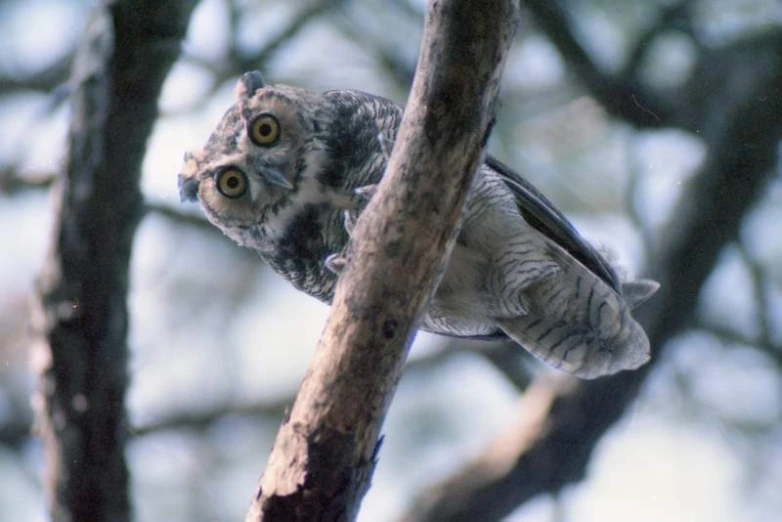 an owl in a tree with one wing extended