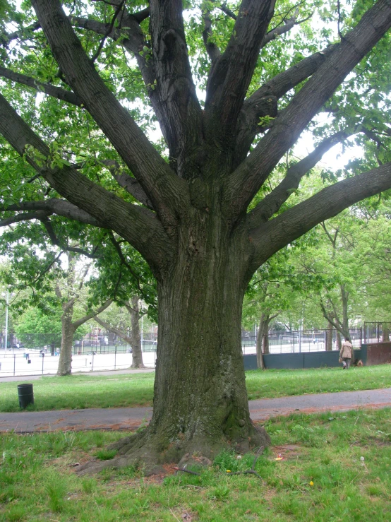 a big tree standing in the middle of the park