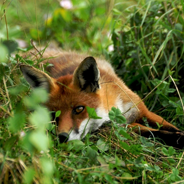 a red fox relaxes in the grass looking at soing